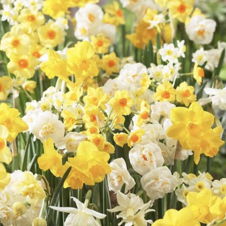 Sweet Fragrance Mix, Daffodil - 10 Bulbs image number null